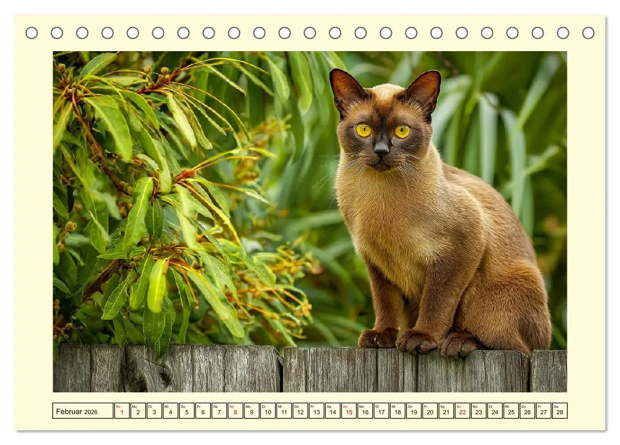 Bild: 9783516167535 | Burma-Katzen. Ausstrahlung und Anmut der faszinierenden Samtpfoten...