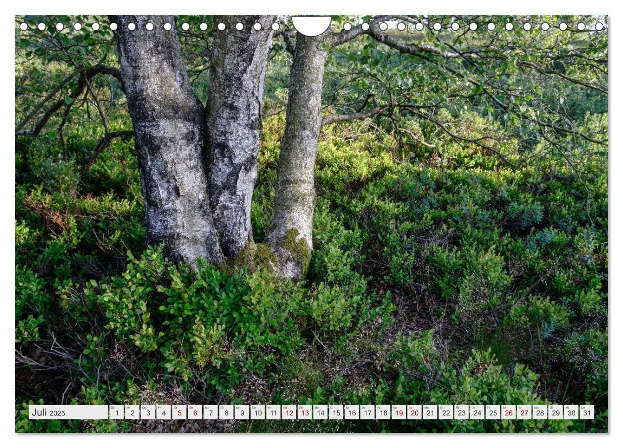 Bild: 9783383957635 | Traumlandschaft Hohes Venn (Wandkalender 2025 DIN A4 quer),...