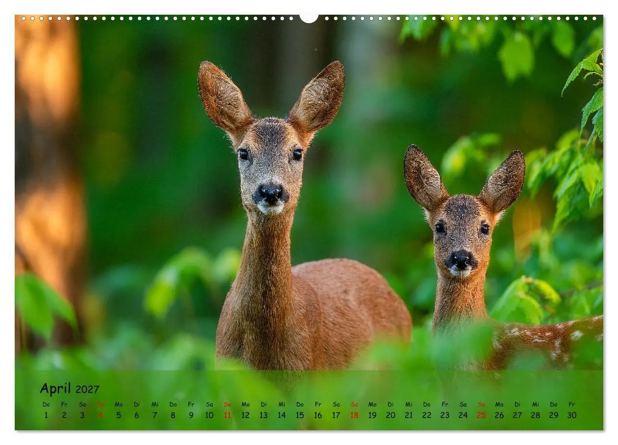 Bild: 9783516847635 | Jagd und Natur - Kalender für Jäger mit Wildtieren Deutschlands im...