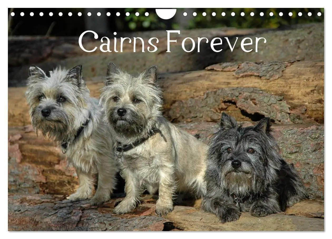 Cover: 9783457987735 | Cairns Forever (Wandkalender 2026 DIN A4 quer), CALVENDO...
