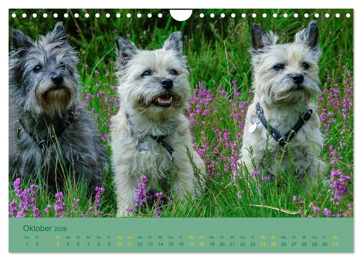 Bild: 9783457987735 | Cairns Forever (Wandkalender 2026 DIN A4 quer), CALVENDO...