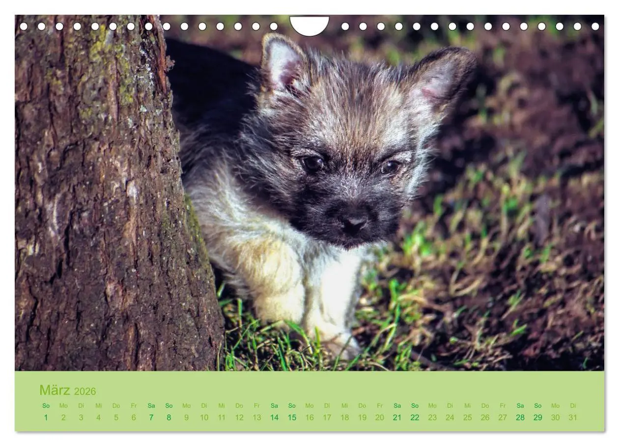 Bild: 9783457987735 | Cairns Forever (Wandkalender 2026 DIN A4 quer), CALVENDO...