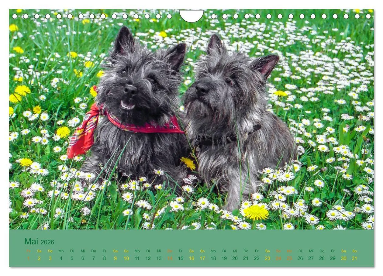Bild: 9783457987735 | Cairns Forever (Wandkalender 2026 DIN A4 quer), CALVENDO...