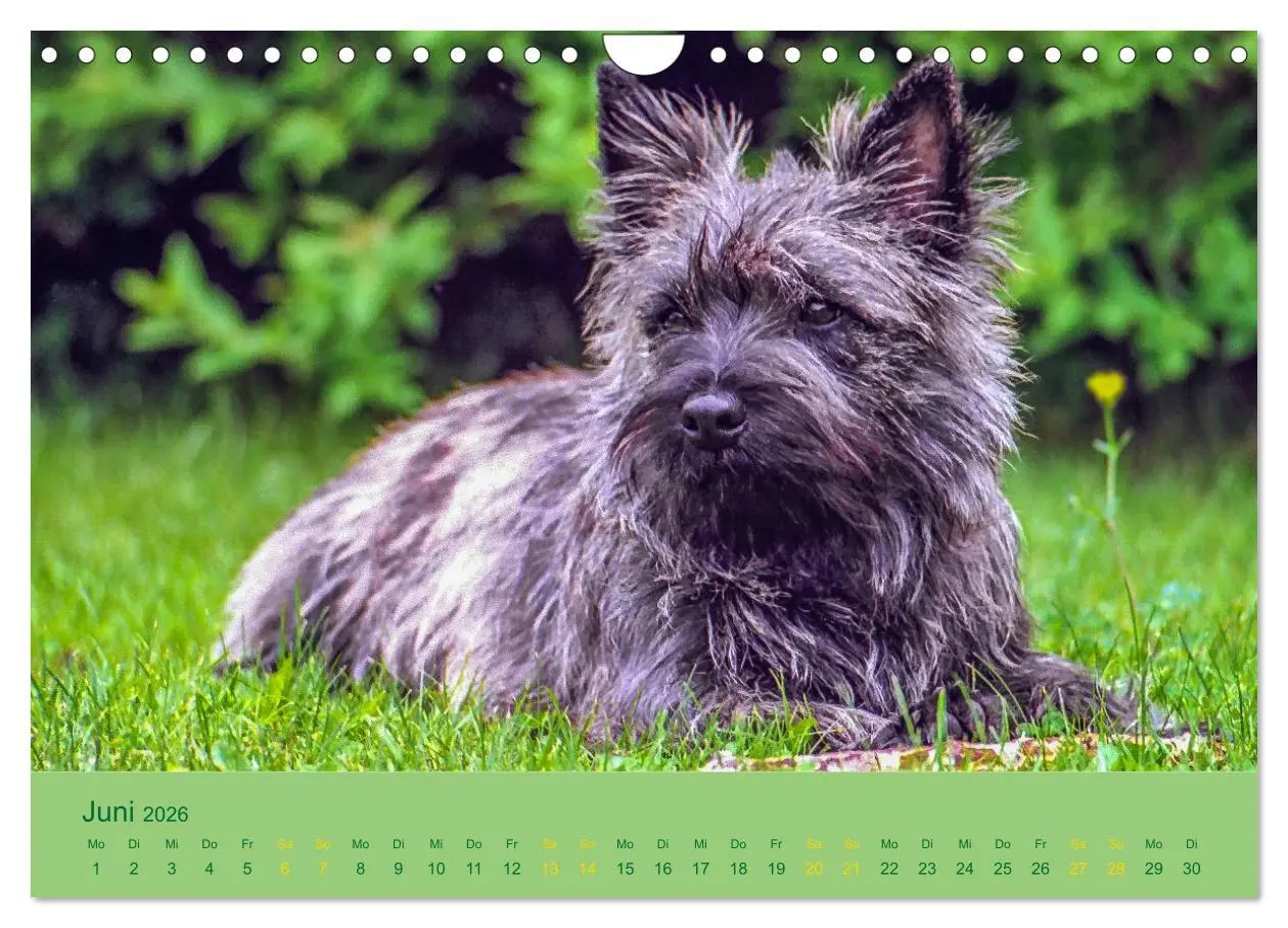 Bild: 9783457987735 | Cairns Forever (Wandkalender 2026 DIN A4 quer), CALVENDO...