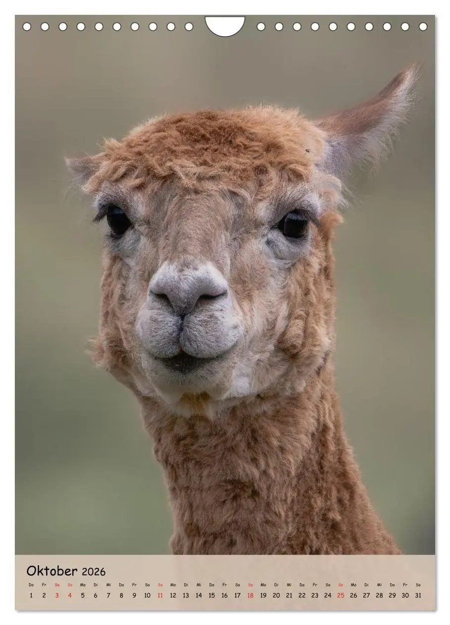 Bild: 9783516697735 | Gesichter der Alpakas - Unverwechselbare Charaktere und...