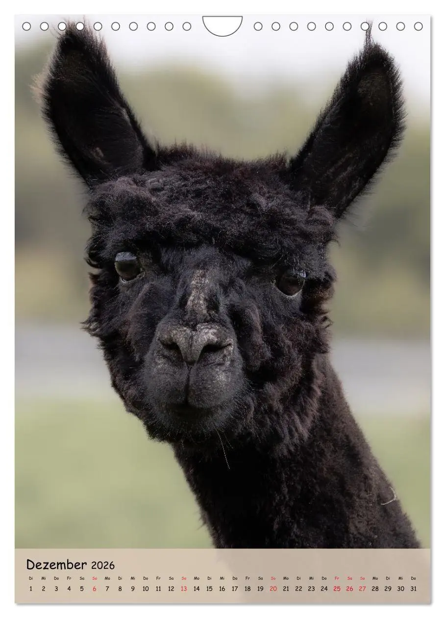 Bild: 9783516697735 | Gesichter der Alpakas - Unverwechselbare Charaktere und...