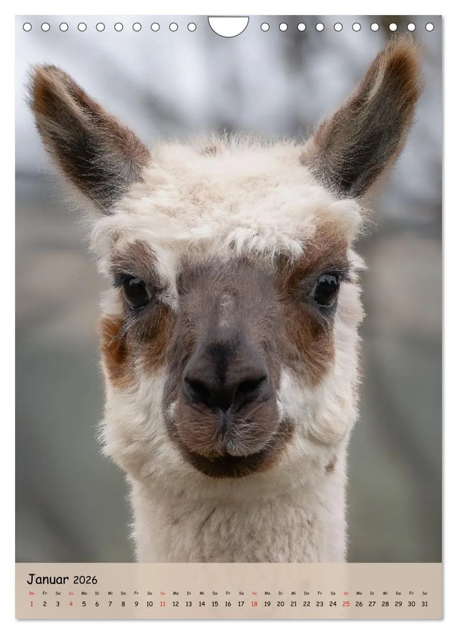 Bild: 9783516697735 | Gesichter der Alpakas - Unverwechselbare Charaktere und...