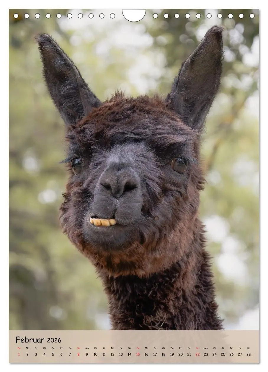 Bild: 9783516697735 | Gesichter der Alpakas - Unverwechselbare Charaktere und...