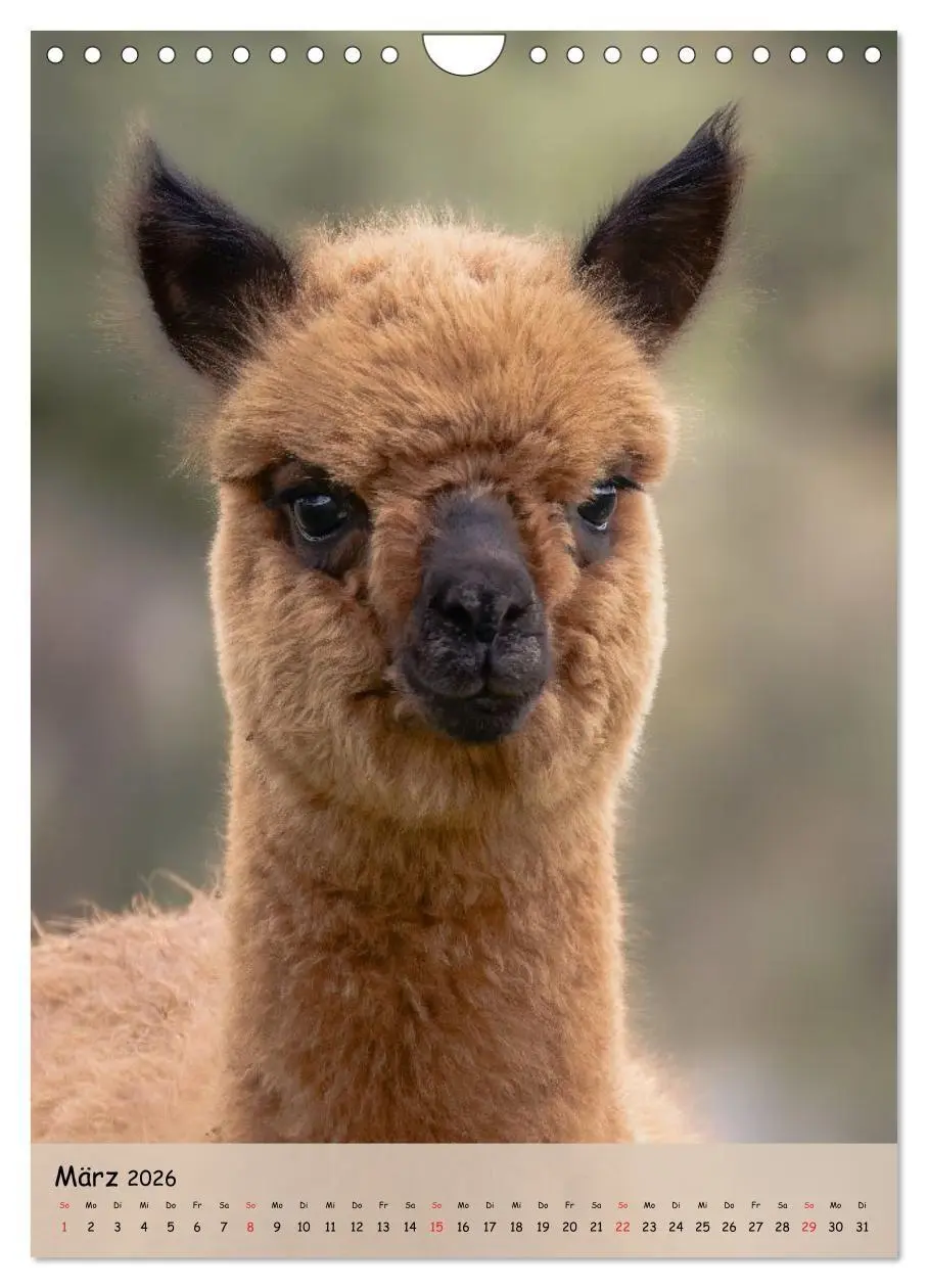 Bild: 9783516697735 | Gesichter der Alpakas - Unverwechselbare Charaktere und...