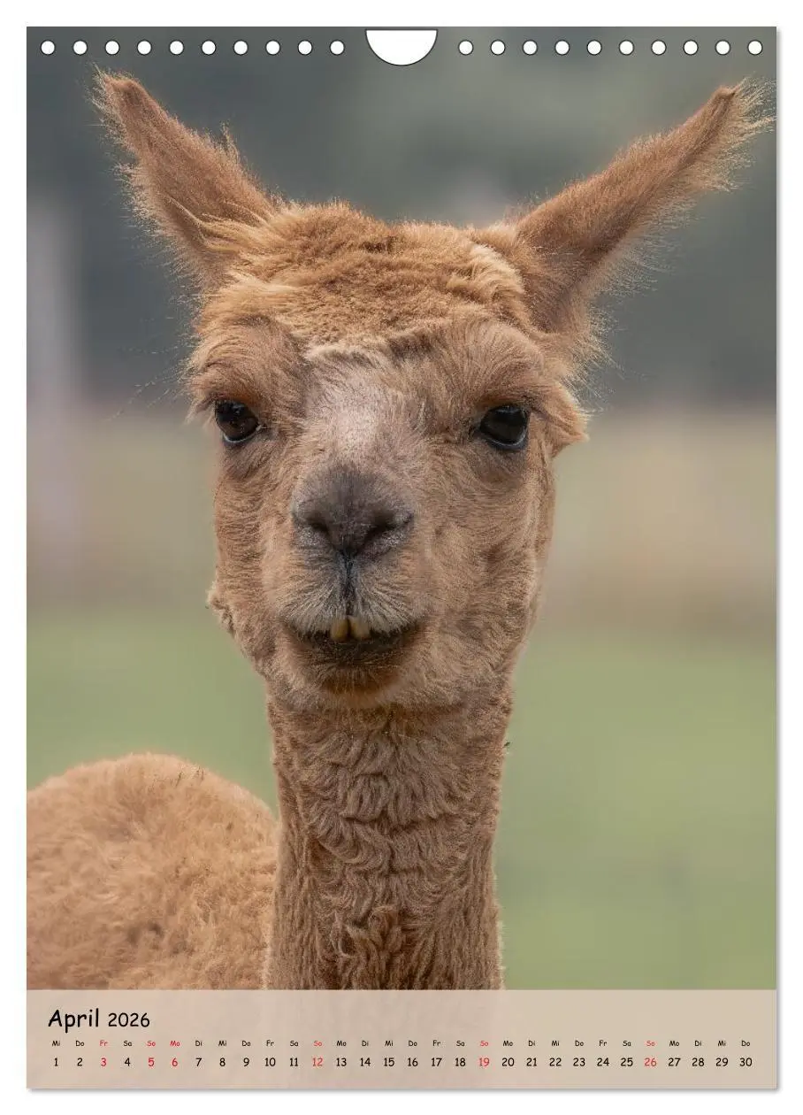 Bild: 9783516697735 | Gesichter der Alpakas - Unverwechselbare Charaktere und...