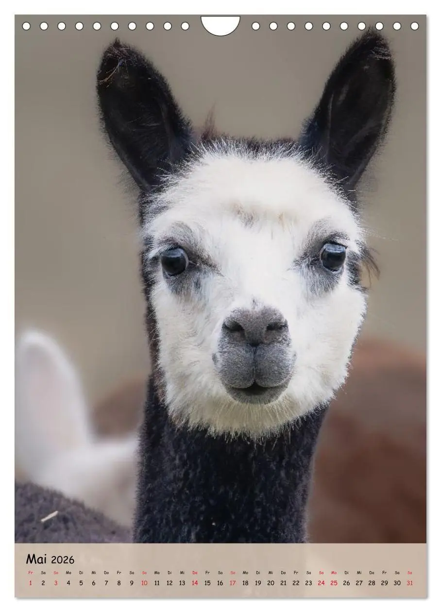 Bild: 9783516697735 | Gesichter der Alpakas - Unverwechselbare Charaktere und...