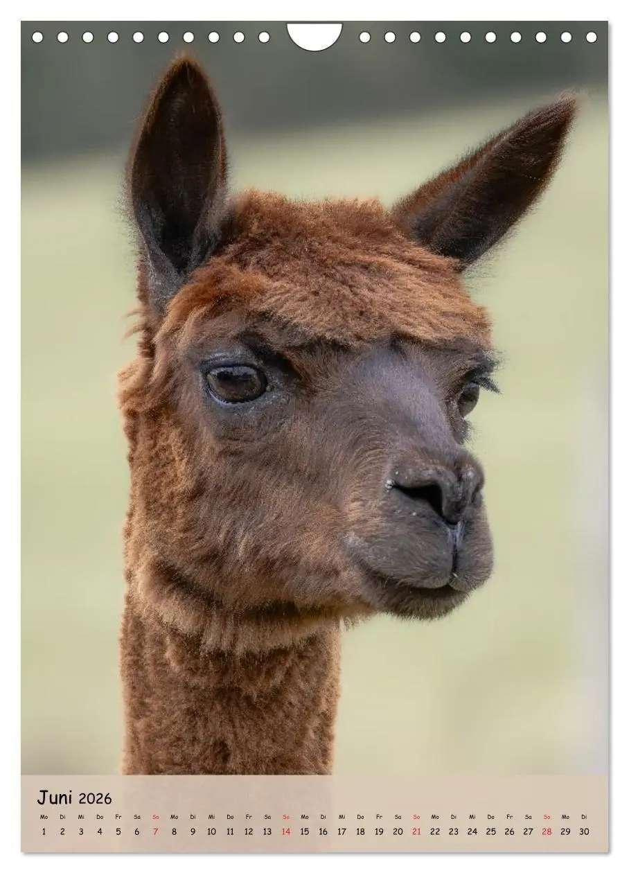 Bild: 9783516697735 | Gesichter der Alpakas - Unverwechselbare Charaktere und...