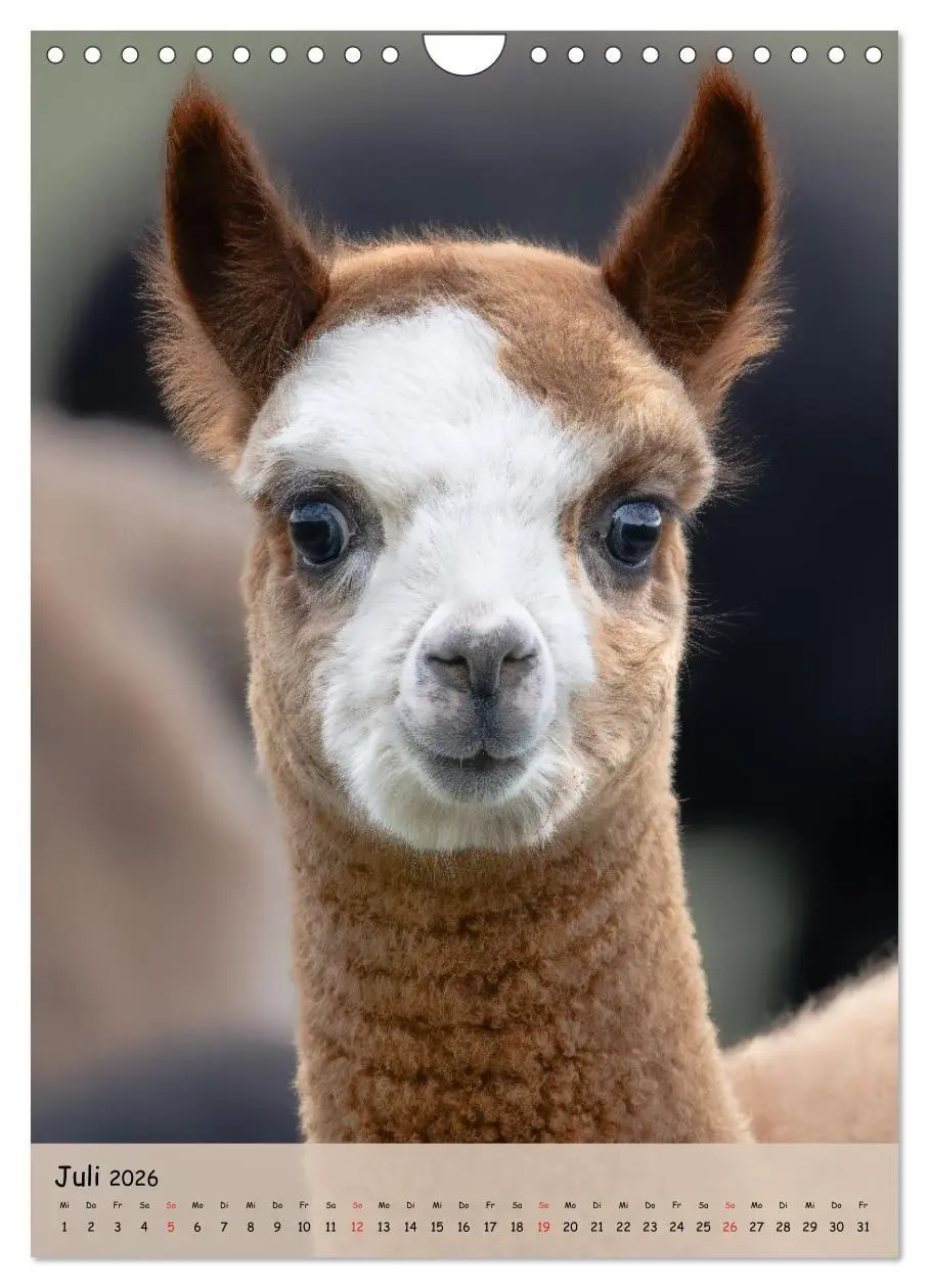 Bild: 9783516697735 | Gesichter der Alpakas - Unverwechselbare Charaktere und...