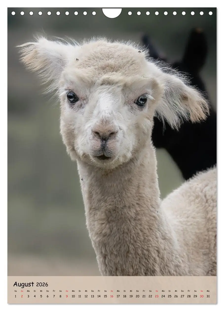 Bild: 9783516697735 | Gesichter der Alpakas - Unverwechselbare Charaktere und...