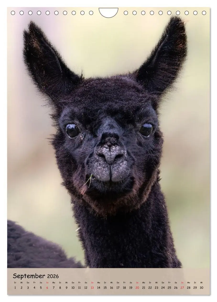 Bild: 9783516697735 | Gesichter der Alpakas - Unverwechselbare Charaktere und...