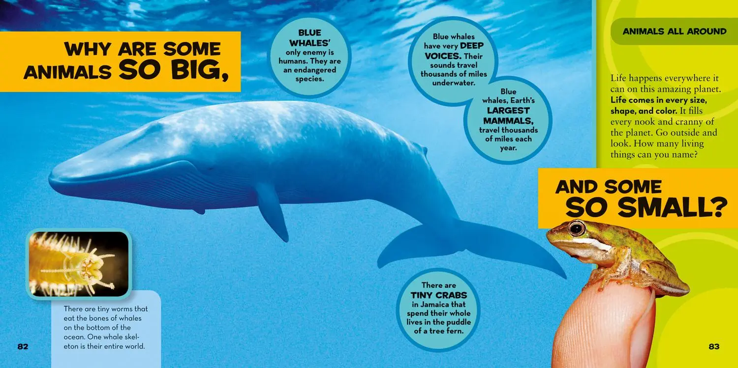 Bild: 9781426307935 | National Geographic Little Kids First Big Book of Why | Amy Shields