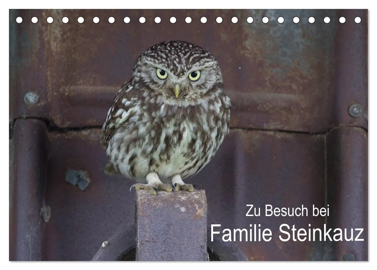 Cover: 9783457657935 | Zu Besuch bei Familie Steinkauz (Tischkalender 2026 DIN A5 quer),...