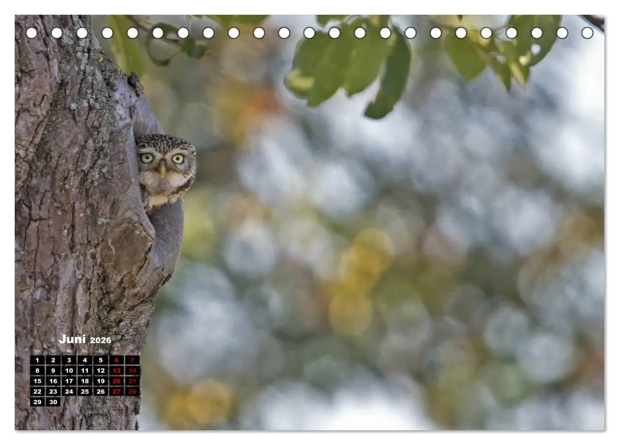 Bild: 9783457657935 | Zu Besuch bei Familie Steinkauz (Tischkalender 2026 DIN A5 quer),...