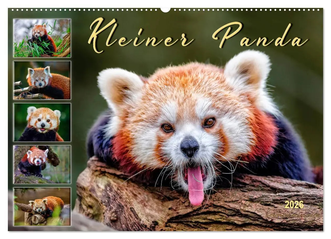 Cover: 9783457897935 | Kleiner Panda (Wandkalender 2026 DIN A2 quer), CALVENDO Monatskalender
