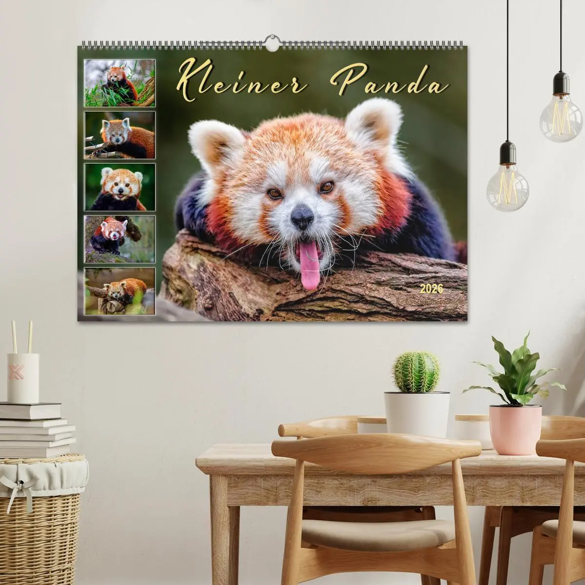 Bild: 9783457897935 | Kleiner Panda (Wandkalender 2026 DIN A2 quer), CALVENDO Monatskalender