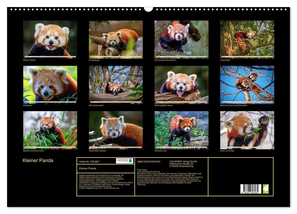 Bild: 9783457897935 | Kleiner Panda (Wandkalender 2026 DIN A2 quer), CALVENDO Monatskalender