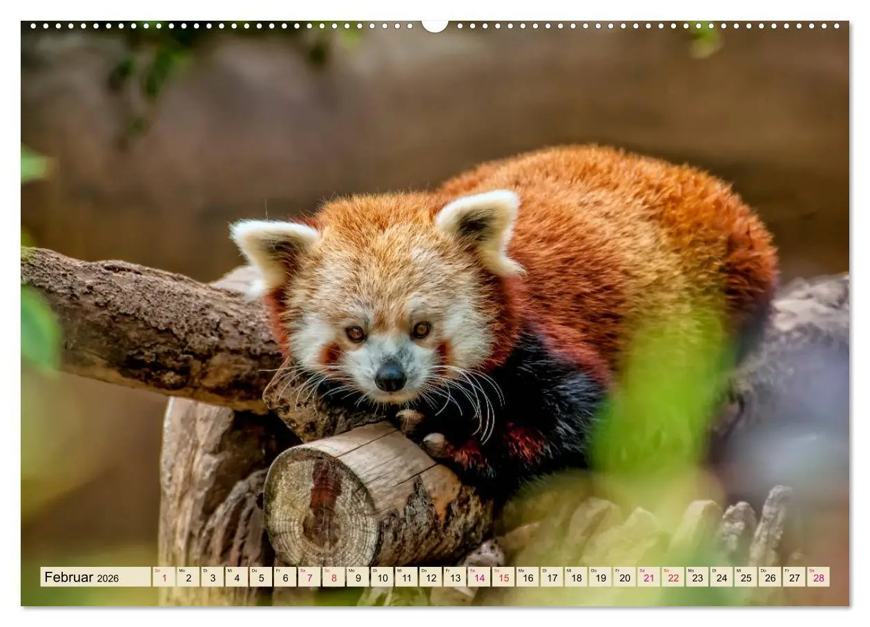 Bild: 9783457897935 | Kleiner Panda (Wandkalender 2026 DIN A2 quer), CALVENDO Monatskalender