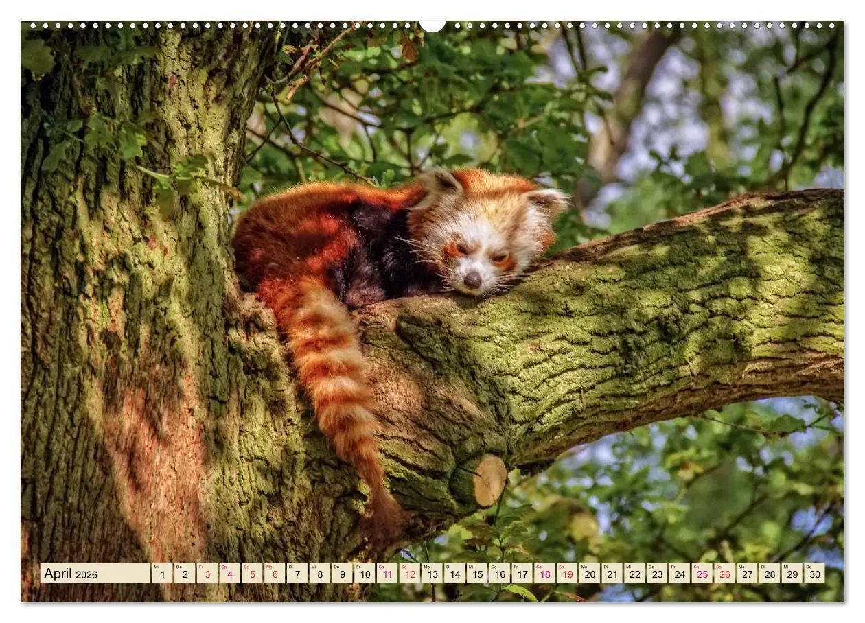 Bild: 9783457897935 | Kleiner Panda (Wandkalender 2026 DIN A2 quer), CALVENDO Monatskalender