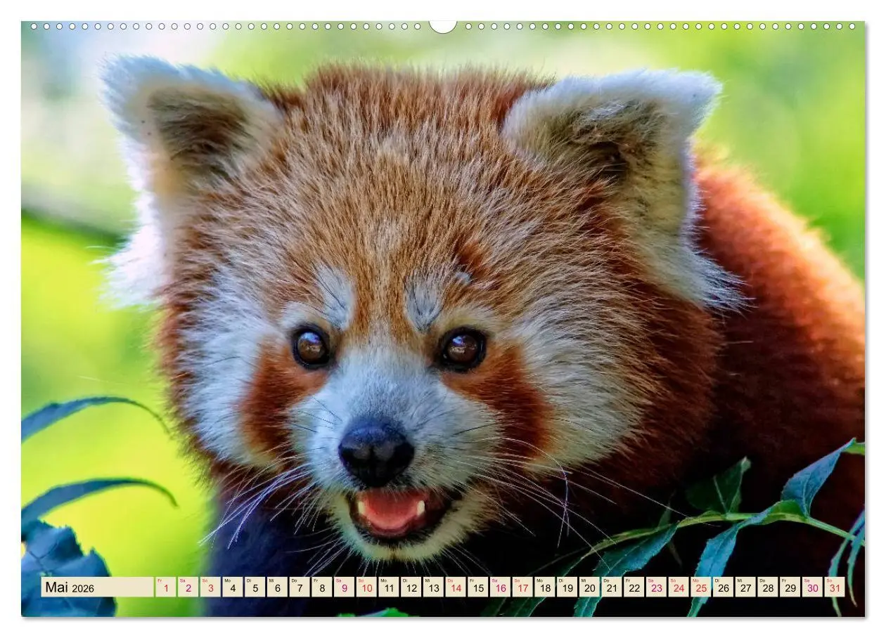 Bild: 9783457897935 | Kleiner Panda (Wandkalender 2026 DIN A2 quer), CALVENDO Monatskalender