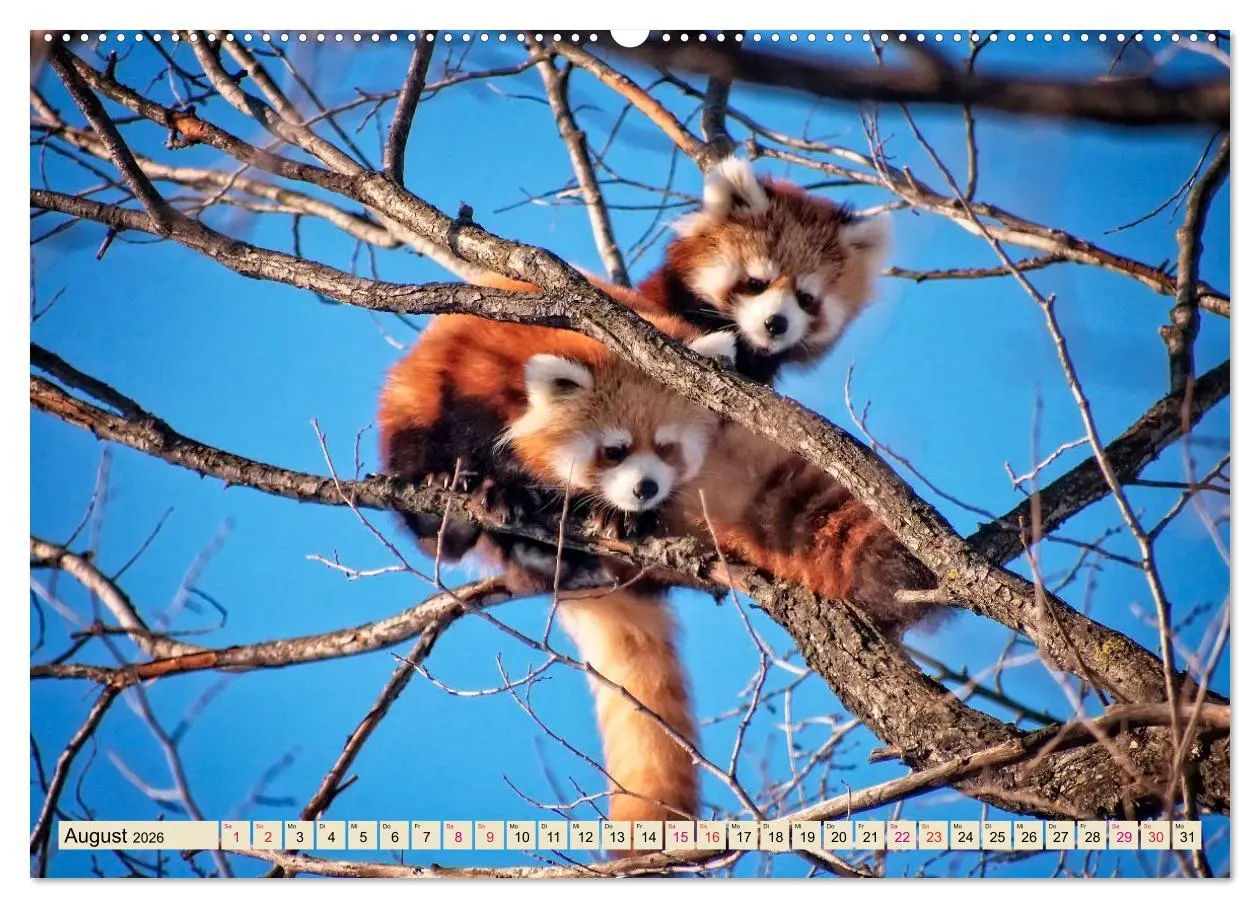 Bild: 9783457897935 | Kleiner Panda (Wandkalender 2026 DIN A2 quer), CALVENDO Monatskalender