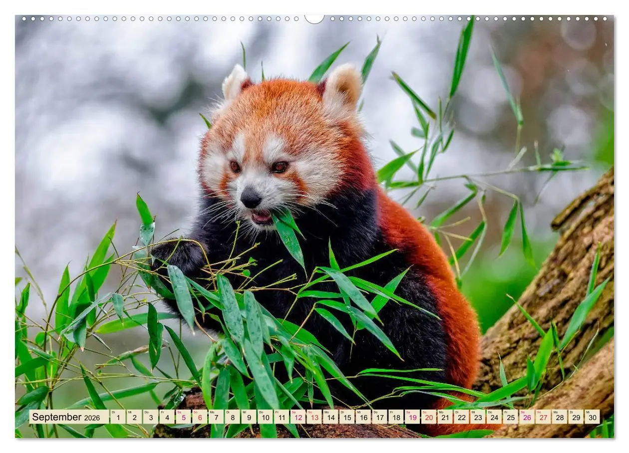 Bild: 9783457897935 | Kleiner Panda (Wandkalender 2026 DIN A2 quer), CALVENDO Monatskalender