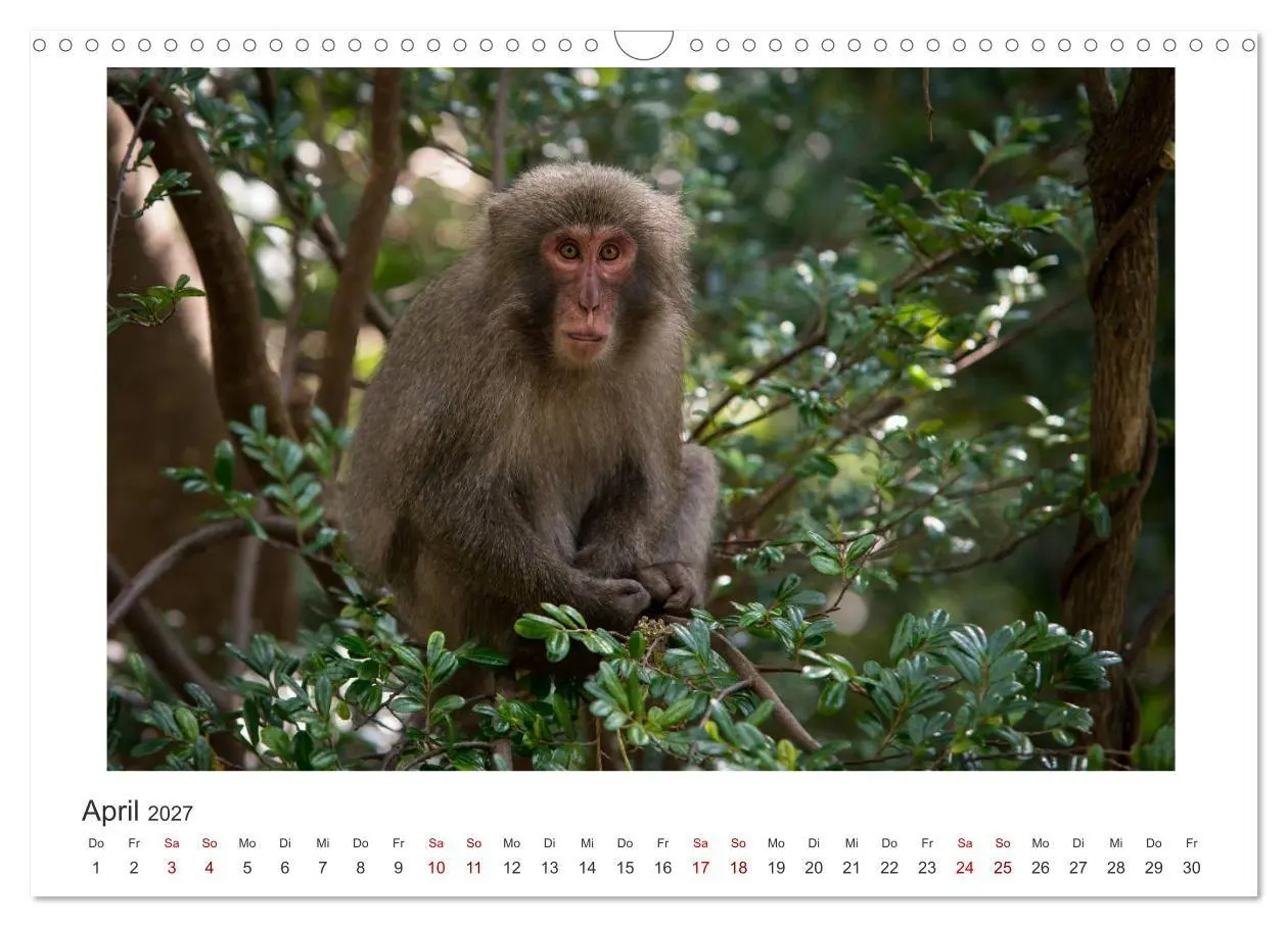 Bild: 9783569767935 | Yakushima - Japans Weltnaturerbe (Wandkalender 2027 DIN A3 quer),...