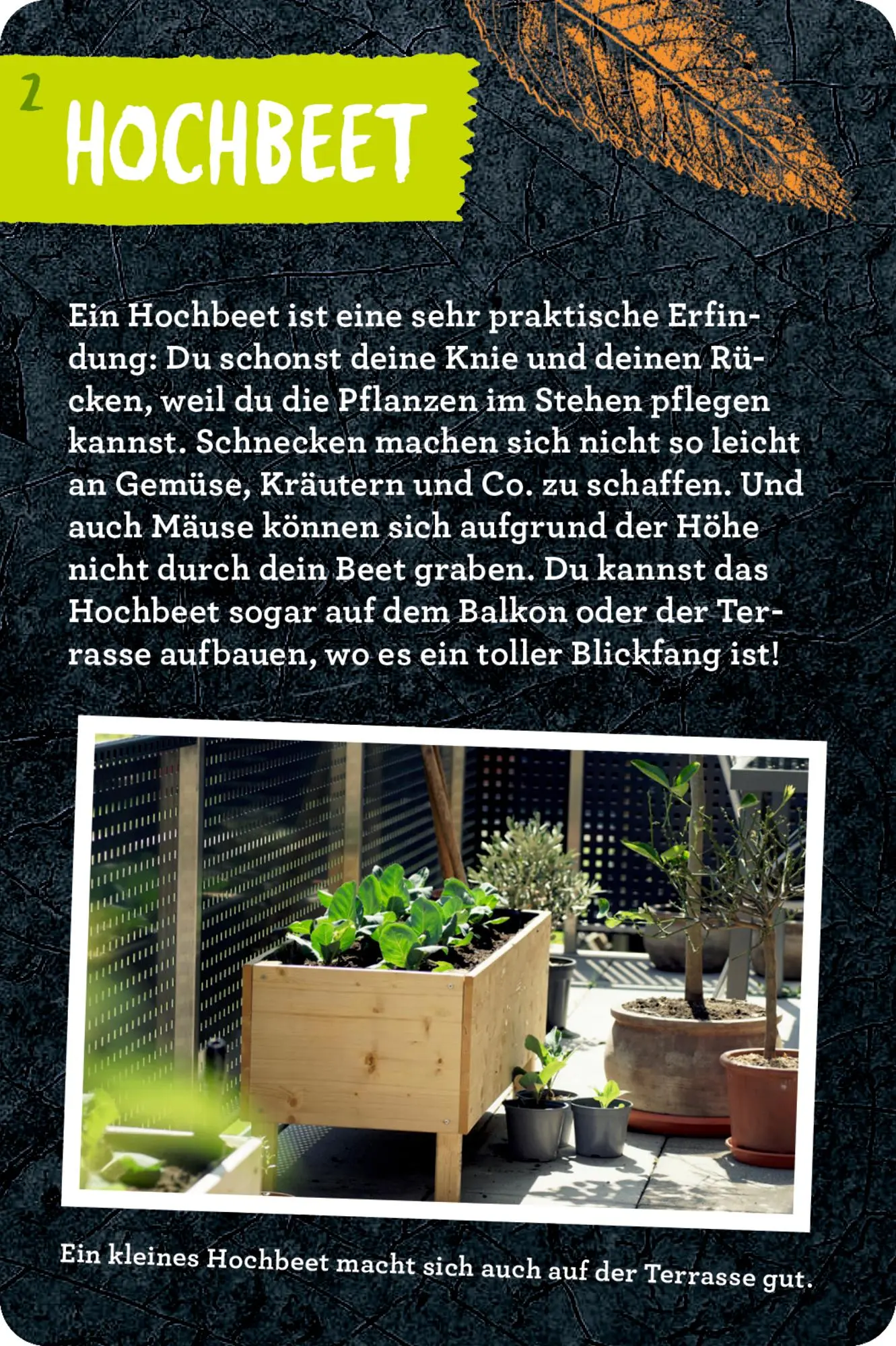 Bild: 9783649647935 | 50 Garten-Projekte | Stefanie Zysk | Taschenbuch | Nature Zoom | 2025