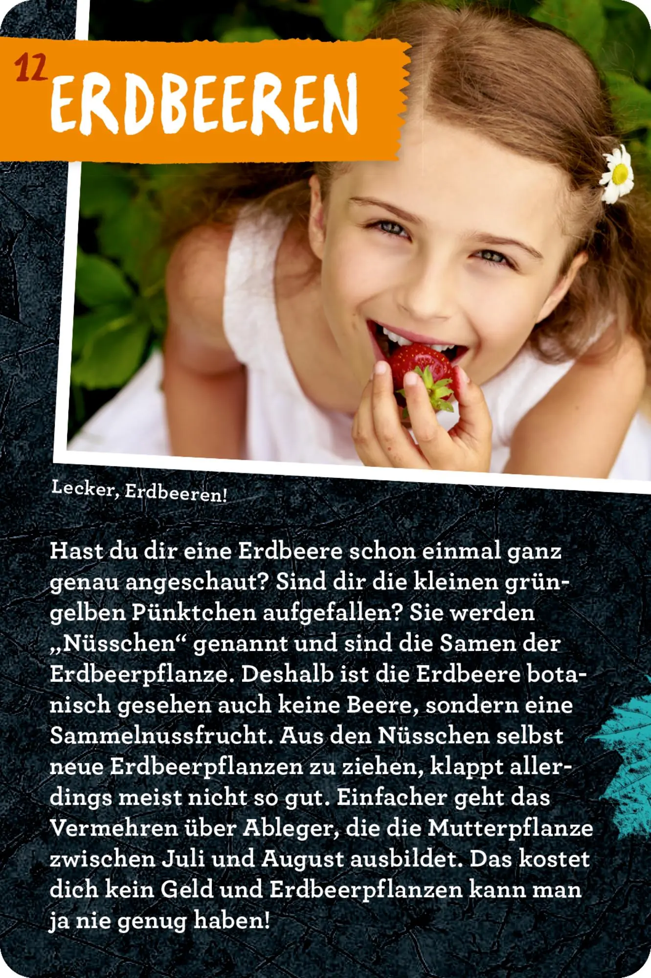 Bild: 9783649647935 | 50 Garten-Projekte | Stefanie Zysk | Taschenbuch | Nature Zoom | 2025
