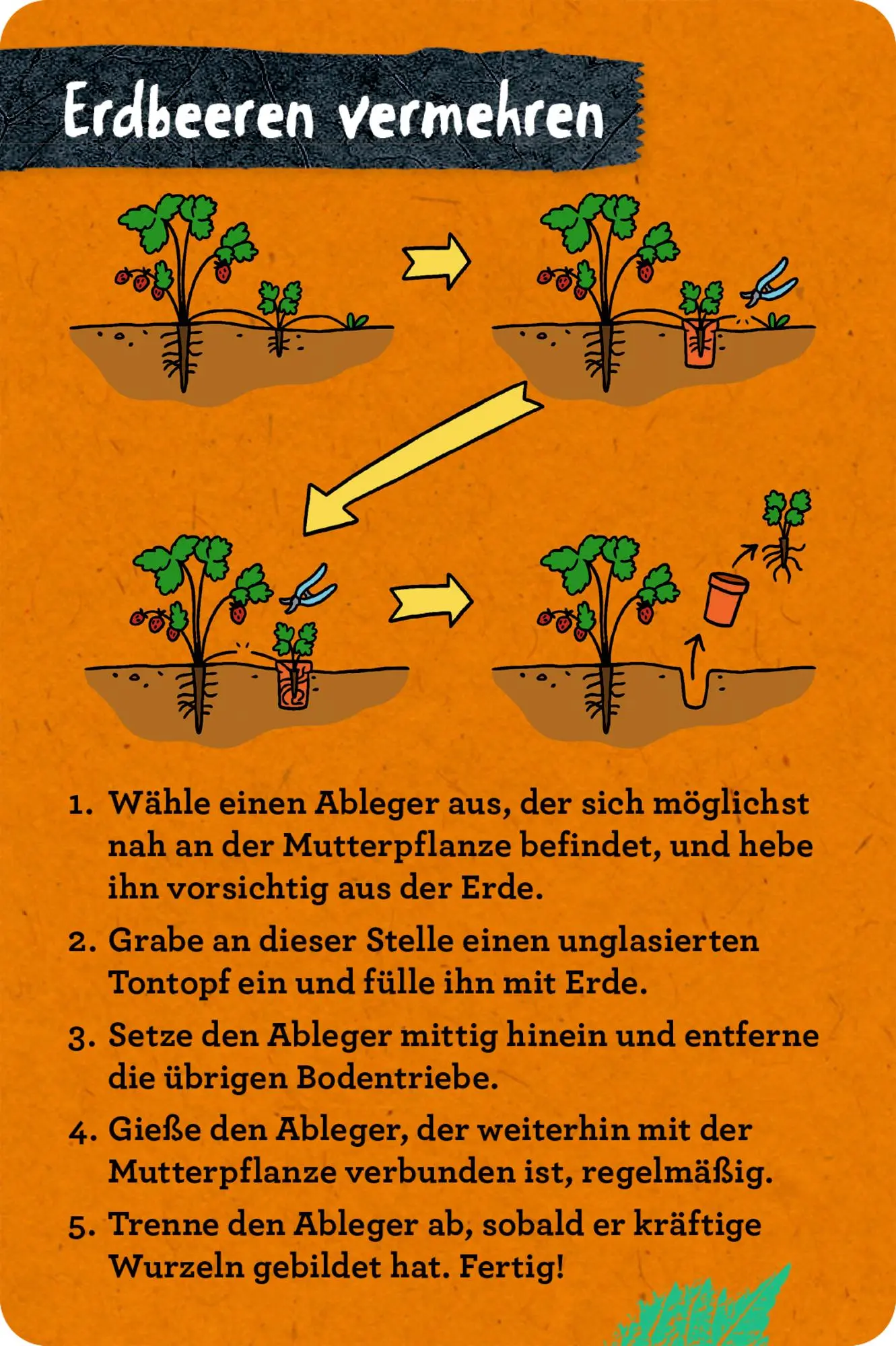 Bild: 9783649647935 | 50 Garten-Projekte | Stefanie Zysk | Taschenbuch | Nature Zoom | 2025