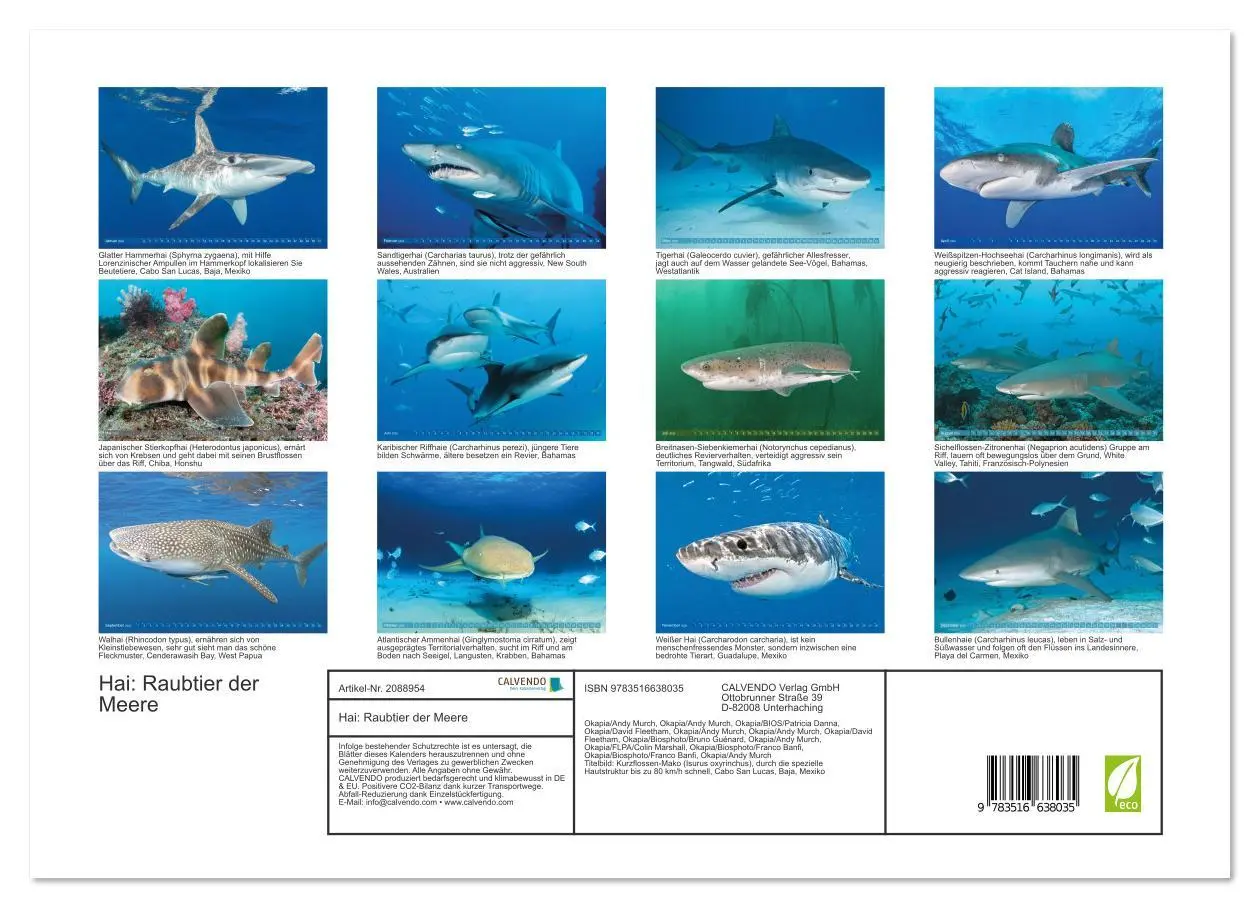 Bild: 9783516638035 | Hai: Raubtier der Meere (Wandkalender 2026 DIN A3 quer), CALVENDO...