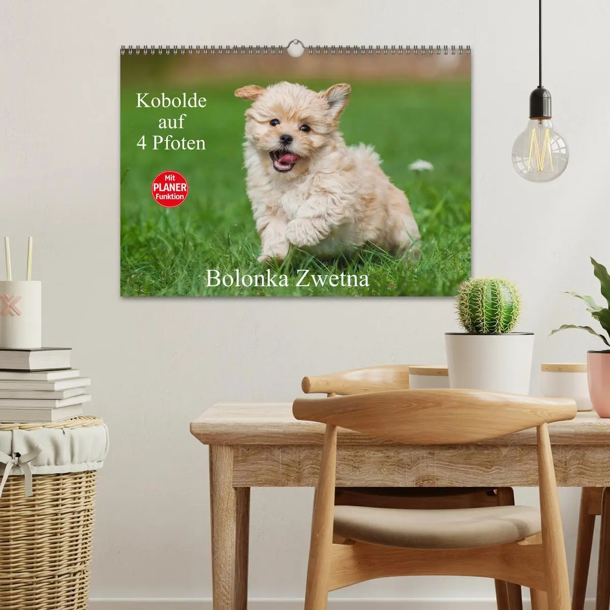 Bild: 9783516008135 | Kobolde auf 4 Pfoten - Bolonka Zwetna (Wandkalender 2026 DIN A3...