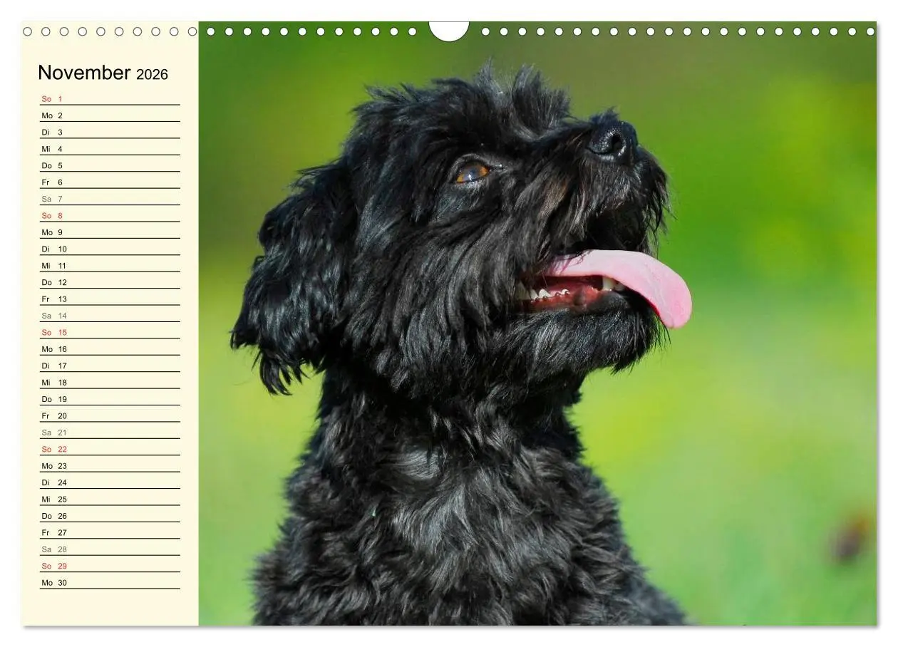 Bild: 9783516008135 | Kobolde auf 4 Pfoten - Bolonka Zwetna (Wandkalender 2026 DIN A3...