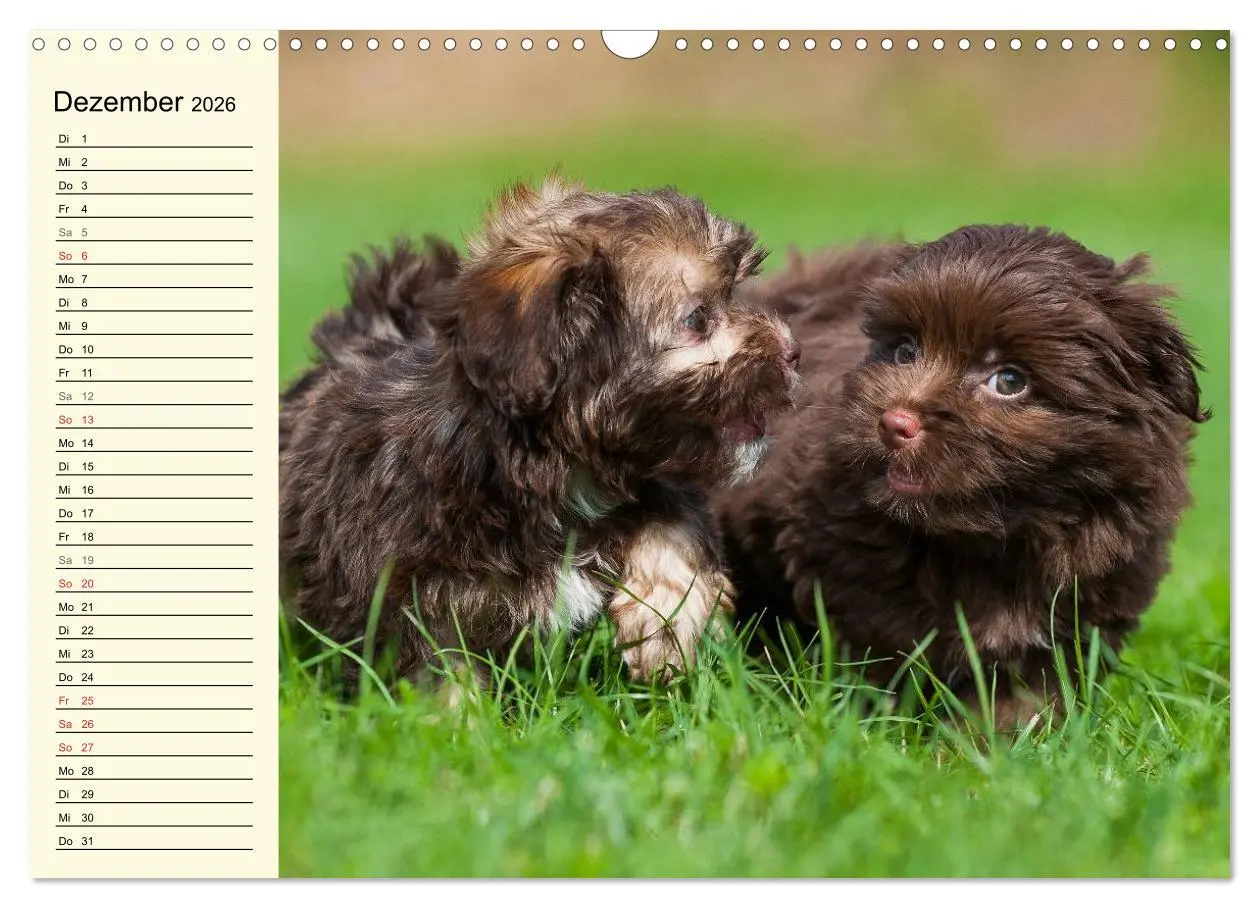 Bild: 9783516008135 | Kobolde auf 4 Pfoten - Bolonka Zwetna (Wandkalender 2026 DIN A3...