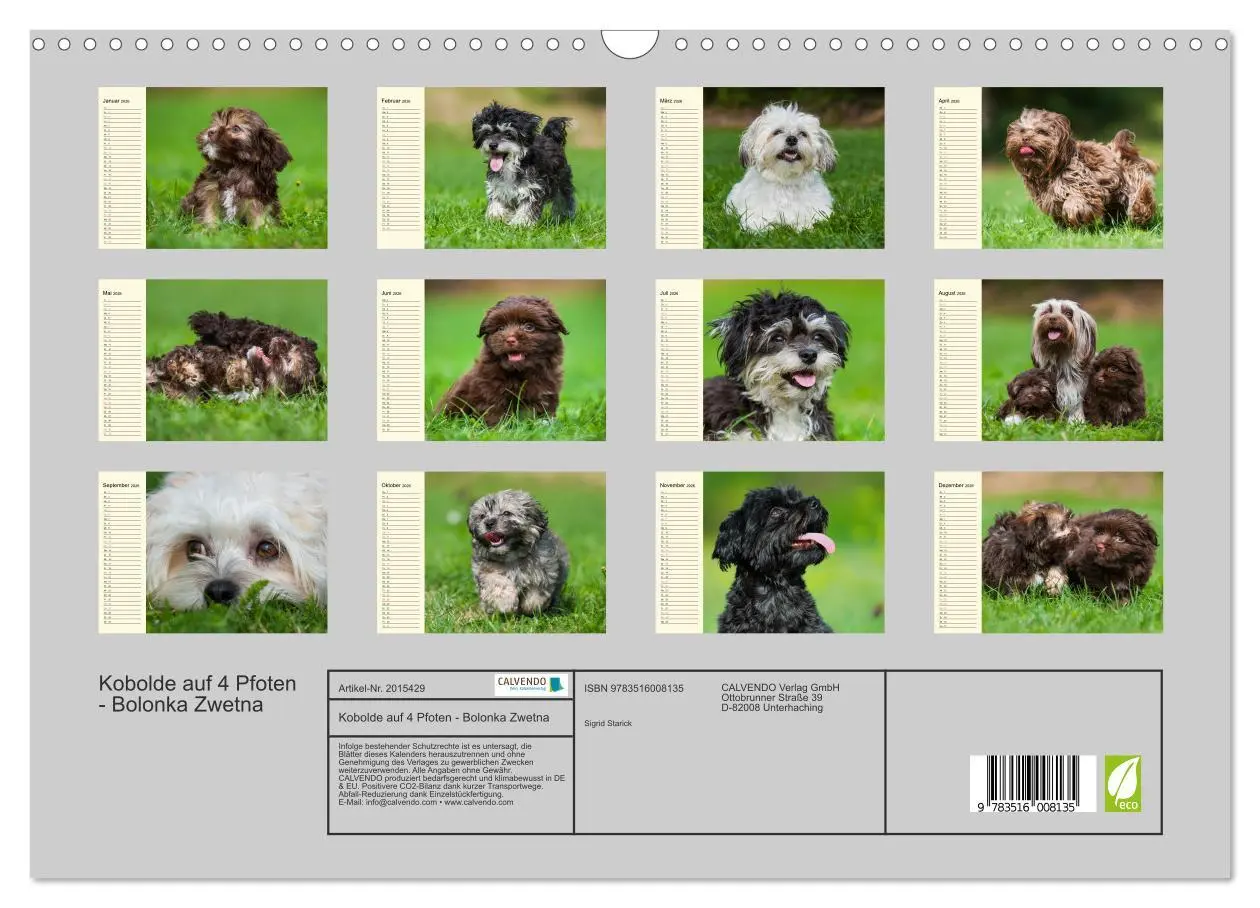 Bild: 9783516008135 | Kobolde auf 4 Pfoten - Bolonka Zwetna (Wandkalender 2026 DIN A3...