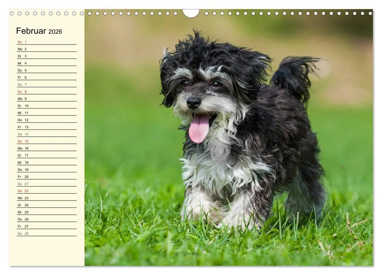 Bild: 9783516008135 | Kobolde auf 4 Pfoten - Bolonka Zwetna (Wandkalender 2026 DIN A3...