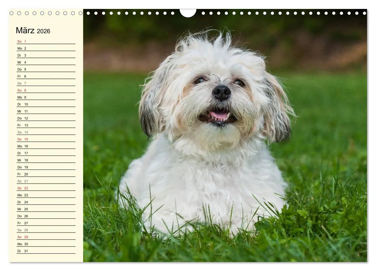 Bild: 9783516008135 | Kobolde auf 4 Pfoten - Bolonka Zwetna (Wandkalender 2026 DIN A3...