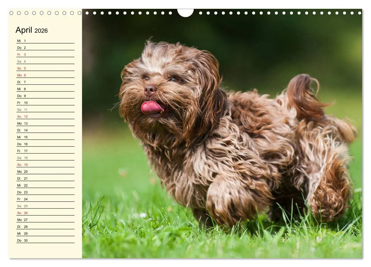 Bild: 9783516008135 | Kobolde auf 4 Pfoten - Bolonka Zwetna (Wandkalender 2026 DIN A3...