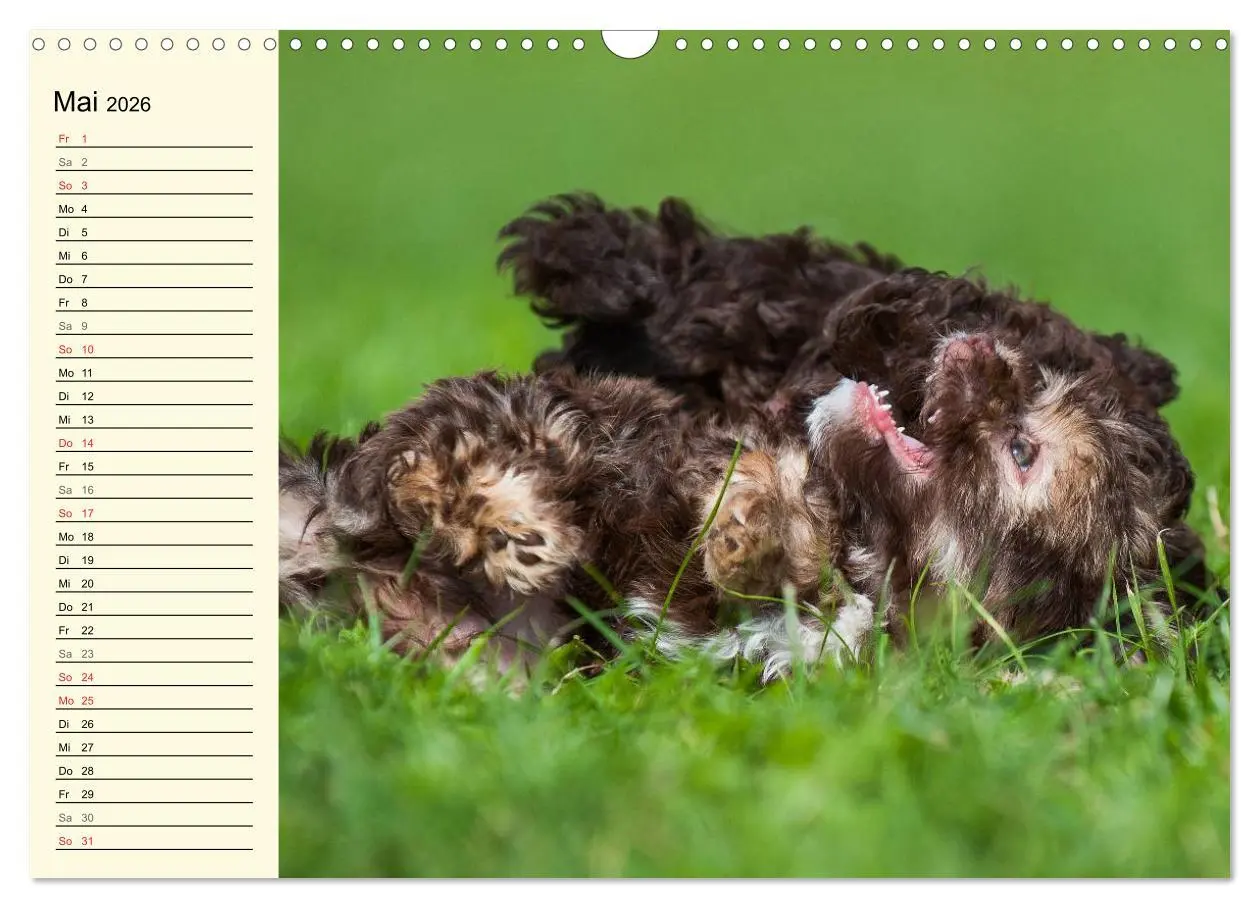 Bild: 9783516008135 | Kobolde auf 4 Pfoten - Bolonka Zwetna (Wandkalender 2026 DIN A3...