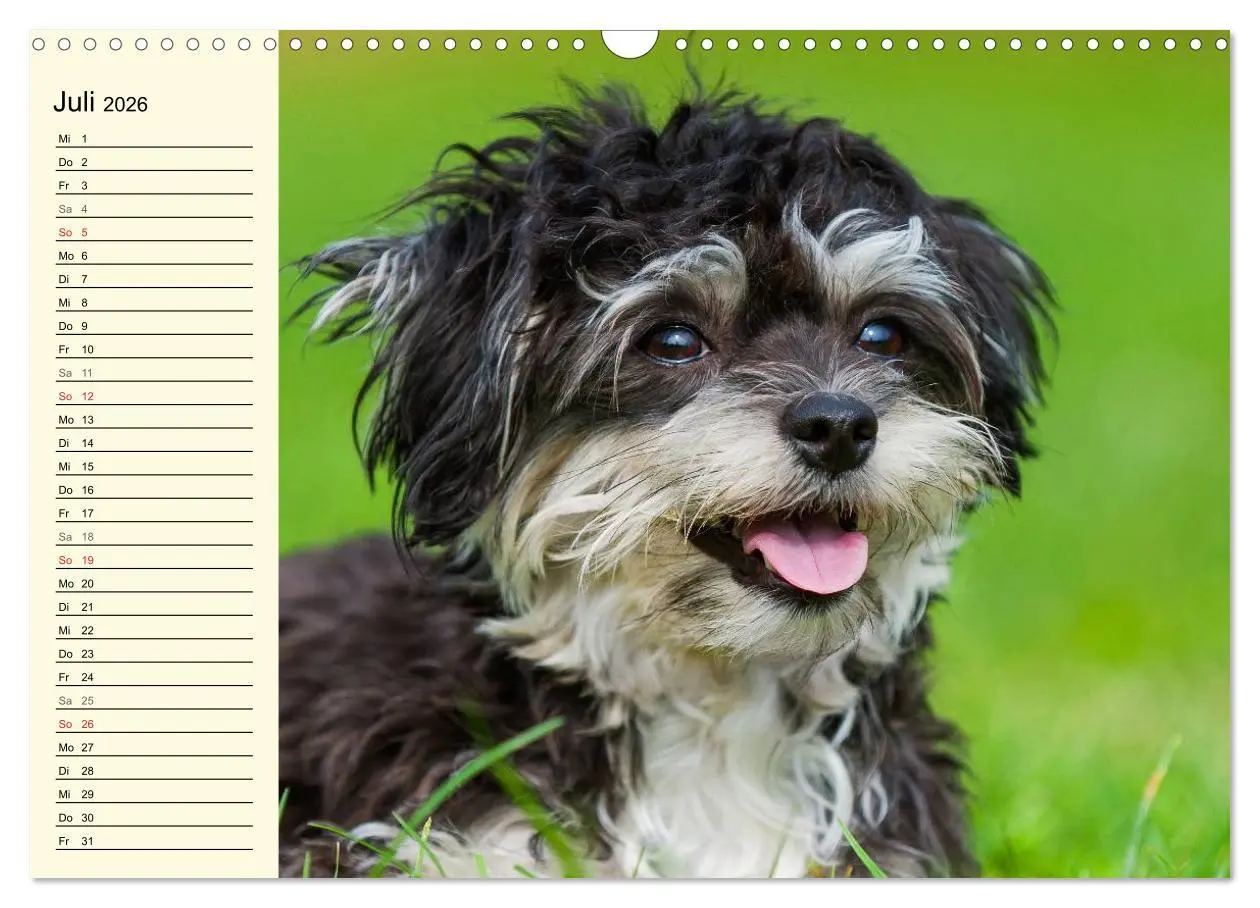 Bild: 9783516008135 | Kobolde auf 4 Pfoten - Bolonka Zwetna (Wandkalender 2026 DIN A3...