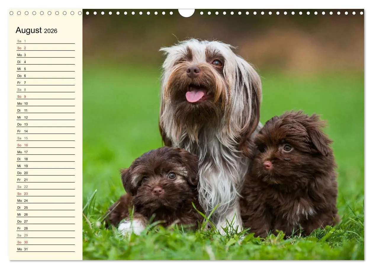 Bild: 9783516008135 | Kobolde auf 4 Pfoten - Bolonka Zwetna (Wandkalender 2026 DIN A3...