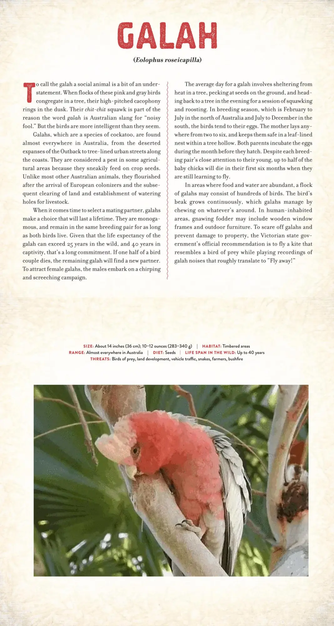 Bild: 9781523508235 | Outback | The Amazing Animals of Australia: A Photicular Book | Buch