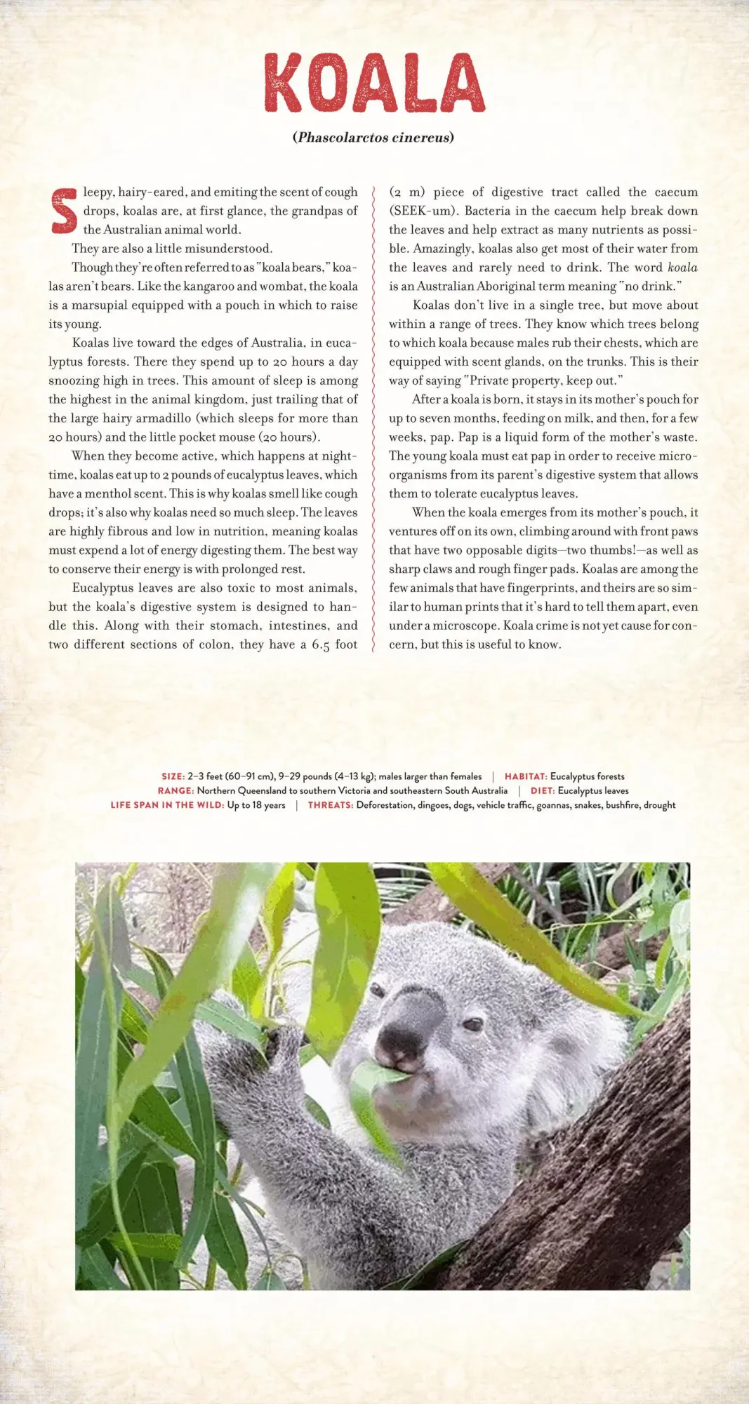 Bild: 9781523508235 | Outback | The Amazing Animals of Australia: A Photicular Book | Buch