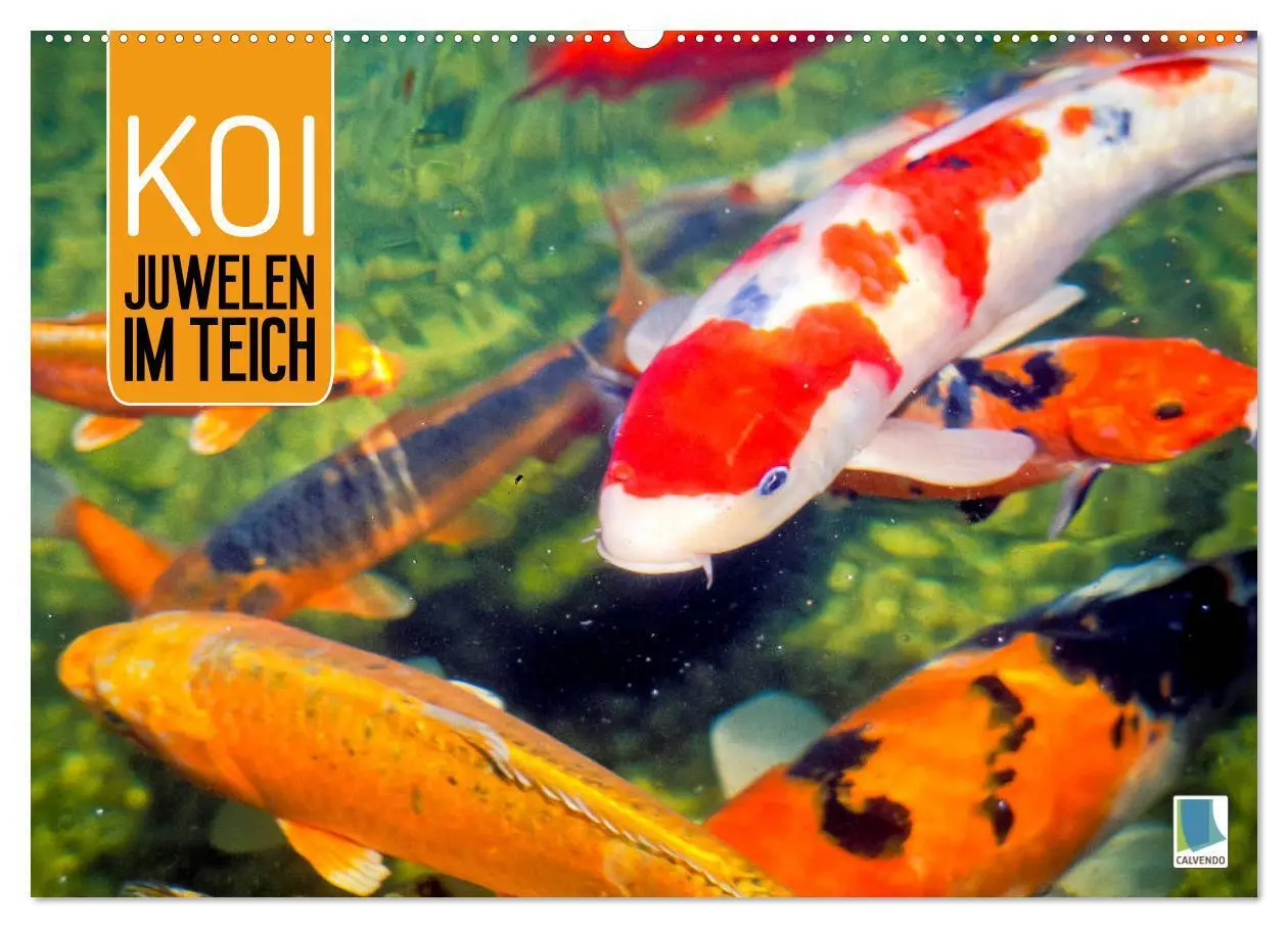 Cover: 9783457698235 | Koi: Juwelen im Teich (Wandkalender 2026 DIN A2 quer), CALVENDO...