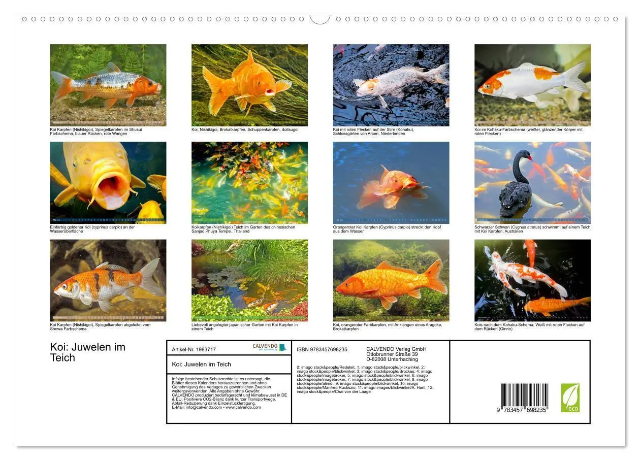 Bild: 9783457698235 | Koi: Juwelen im Teich (Wandkalender 2026 DIN A2 quer), CALVENDO...
