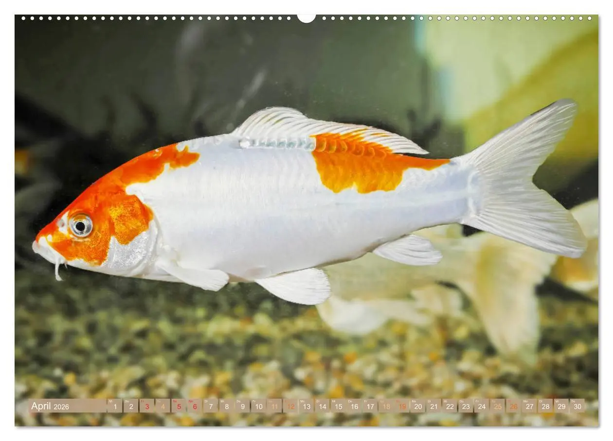 Bild: 9783457698235 | Koi: Juwelen im Teich (Wandkalender 2026 DIN A2 quer), CALVENDO...